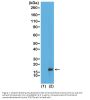 Anti-Monomethyl-Histone H3 (Lys79) H3F3A Rabbit Monoclonal Antibody, Clone#RM147