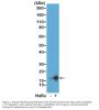 Anti-Acetyl-Histone H3 (Lys9) H3F3A Rabbit Monoclonal Antibody, Clone#RM161