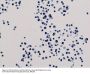 Anti-Acetyl-Histone H3 (Lys18) H3F3A Rabbit Monoclonal Antibody, Clone#RM166