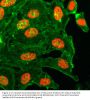 Anti-Acetyl-Histone H3 (Lys18) H3F3A Rabbit Monoclonal Antibody, Clone#RM166