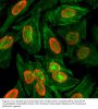 Anti-Dimethyl Histone H3 (Lys9) H3F3A Rabbit Monoclonal Antibody, Clone#RM151
