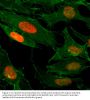 Anti-Acetyl-Histone H3 (Lys4) H3F3A Rabbit Monoclonal Antibody, Clone#RM149