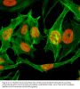 Anti-Monomethyl-Histone H3 (Lys9) H3F3A Rabbit Monoclonal Antibody, Clone#RM150