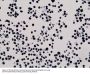 Anti-Trimethyl-Histone H3 (Lys27) H3F3A Rabbit Monoclonal Antibody, Clone#RM175