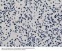 Anti-Dimethyl Histone H3 (Lys79) H3F3A Rabbit Monoclonal Antibody, Clone#RM181