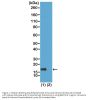 Anti-Acetyl-Histone H3 (Lys56) H3F3A Rabbit Monoclonal Antibody, Clone#RM179