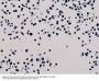 Anti-Acetyl-Histone H3 (Lys56) H3F3A Rabbit Monoclonal Antibody, Clone#RM179
