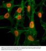 Anti-Acetyl-Histone H3 (Lys56) H3F3A Rabbit Monoclonal Antibody, Clone#RM179
