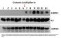 Anti-Crotonyl-Histone H3 (Lys9) H3F3A Rabbit Monoclonal Antibody, Clone#RM339