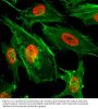 Anti-Dimethyl-Histone H3 (Lys4) H3F3A Rabbit Monoclonal Antibody, Clone#RM135