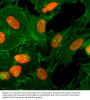 Anti-Acetyl-Histone H3 (Lys36) H3F3A Rabbit Monoclonal Antibody, Clone#RM154