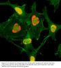 Anti-Acetyl-Histone H3 (Lys79) H3F3A Rabbit Monoclonal Antibody, Clone#RM156