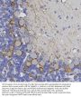 Anti-Neurofilament Medium NF-M Monoclonal Antibody