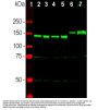 Anti-Neurofilament NF-M Antibody