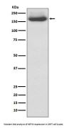 Anti-NEFM/Nf M Rabbit Monoclonal Antibody
