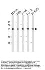 Anti-beta II Tubulin Antibody