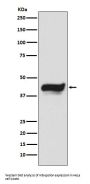 Anti-IKB epsilon NFKBIE Monoclonal Antibody