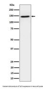 Anti-TAF3 Rabbit Monoclonal Antibody