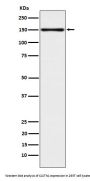Anti-CLSTN1 Rabbit Monoclonal Antibody