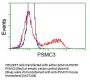 Anti-PSMC3 Mouse Monoclonal Antibody [Clone ID: OTI9F3]