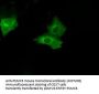 Anti-PSMC3 Mouse Monoclonal Antibody [Clone ID: OTI9F3]