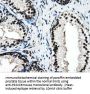 Anti-PSMC3 Mouse Monoclonal Antibody [Clone ID: OTI9F3]