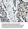 Anti-PSMC3 Mouse Monoclonal Antibody [Clone ID: OTI9F3]