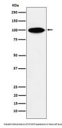 Anti-KIFAP3 Rabbit Monoclonal Antibody