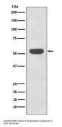 Anti-Cytokeratin 4 KRT4 Rabbit Monoclonal Antibody