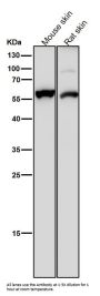 Anti-Cytokeratin 4 KRT4 Rabbit Monoclonal Antibody