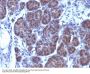 Anti-GLG1 (Golgi Glycoprotein 1) (Marker for Human Cells) Monoclonal Antibody
