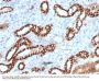 Anti-Ksp-Cadherin (Kidney-Specific Cadherin) / CDH16 Monoclonal Antibody