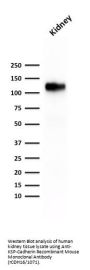 Anti-Ksp-Cadherin (Kidney-Specific Cadherin) / CDH16 Monoclonal Antibody
