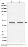 Anti-FNTB Rabbit Monoclonal Antibody