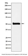 Anti-ULK3 Monoclonal Antibody