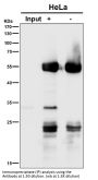 Anti-Apg10 (Atg10) Rabbit Monoclonal Antibody