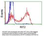 Anti-RIT2 Mouse Monoclonal Antibody [Clone ID: OTI1G2]