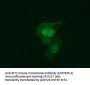 Anti-RIT2 Mouse Monoclonal Antibody [Clone ID: OTI1G2]
