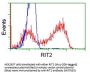 Anti-RIT2 Mouse Monoclonal Antibody [Clone ID: OTI3F4]