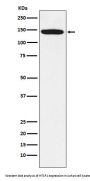 Anti-HTSF1 Rabbit Monoclonal Antibody