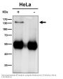 Anti-HTSF1 Rabbit Monoclonal Antibody