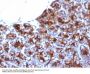 Anti-MAML3 (Mastermind Like Transcriptional Coactivator 3) Monoclonal Antibody