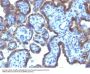 Anti-MAML3 (Mastermind Like Transcriptional Coactivator 3) Monoclonal Antibody
