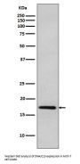 Anti-DNAJC15 Rabbit Monoclonal Antibody