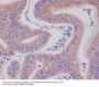Anti-DNAJC15 Rabbit Monoclonal Antibody