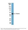 Anti-alpha -Tubulin TUBA1B Rabbit Monoclonal Antibody, Clone#RM113