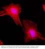 Anti-alpha -Tubulin TUBA1B Rabbit Monoclonal Antibody, Clone#RM113