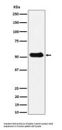 Anti-alpha Tubulin (acetyl K40) Rabbit Monoclonal Antibody