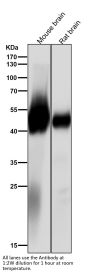 Anti-alpha Tubulin (acetyl K40) Rabbit Monoclonal Antibody