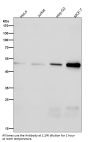 Anti-alpha Tubulin (acetyl K40) Rabbit Monoclonal Antibody